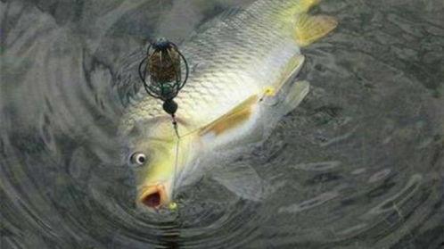 国产野生小型鱼类视频,视频中的生态画卷